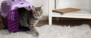 Como hacer una mudanza con gatos